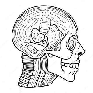 Stranica Za Bojanje Anatomije 69119-15127