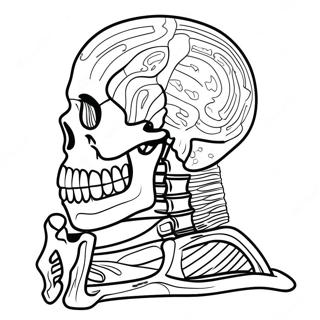 Stranica Za Bojanje Ljudske Skeletne Anatomije 69120-15130