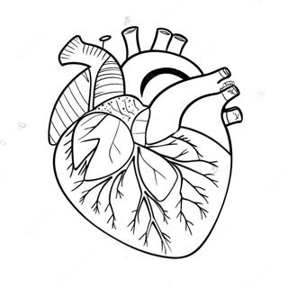 Sarena Stranica Za Bojanje Anatomije Srca 69122 15137